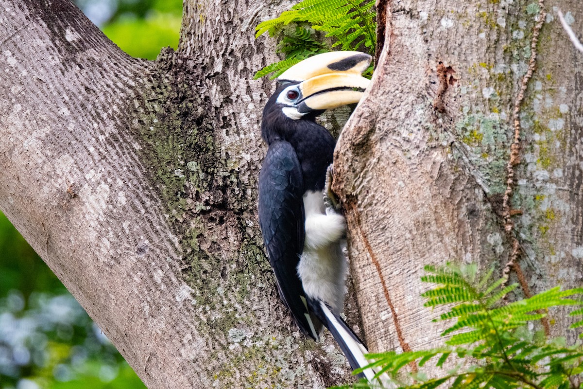 Oriental Pied-Hornbill - ML645256921