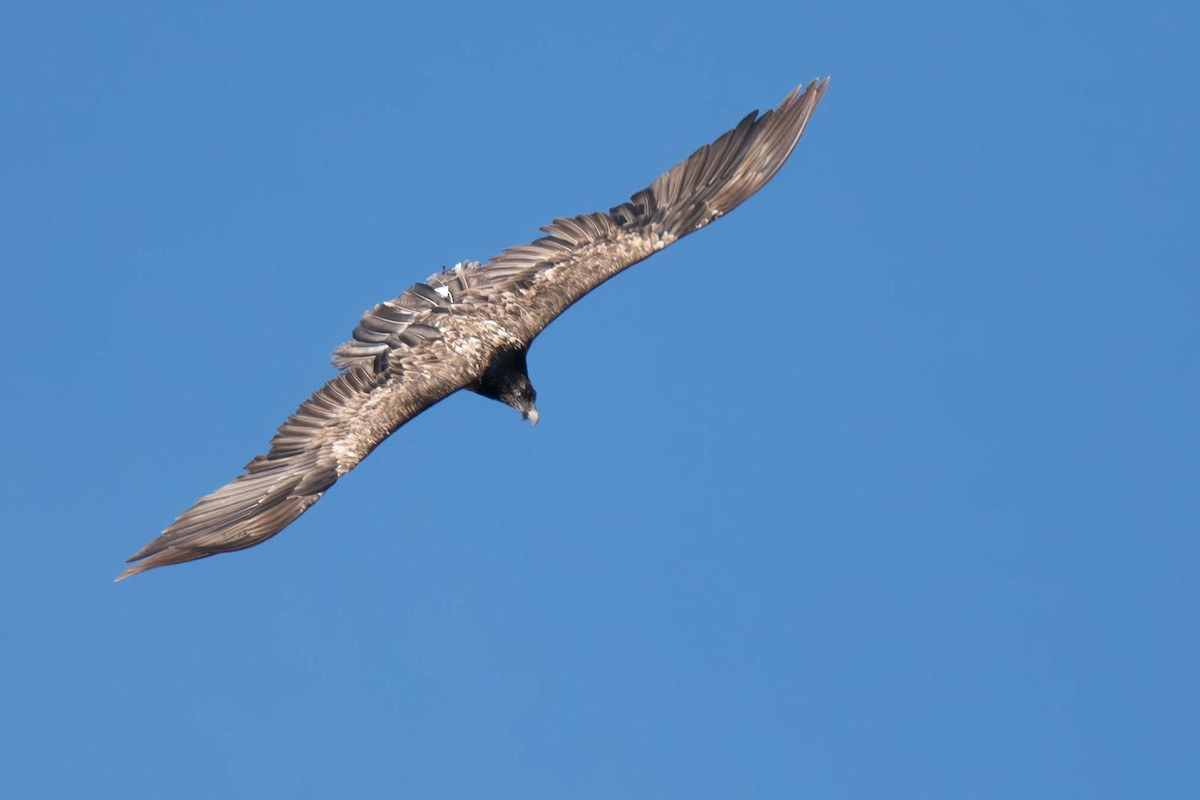 orlosup bradatý - ML645256945