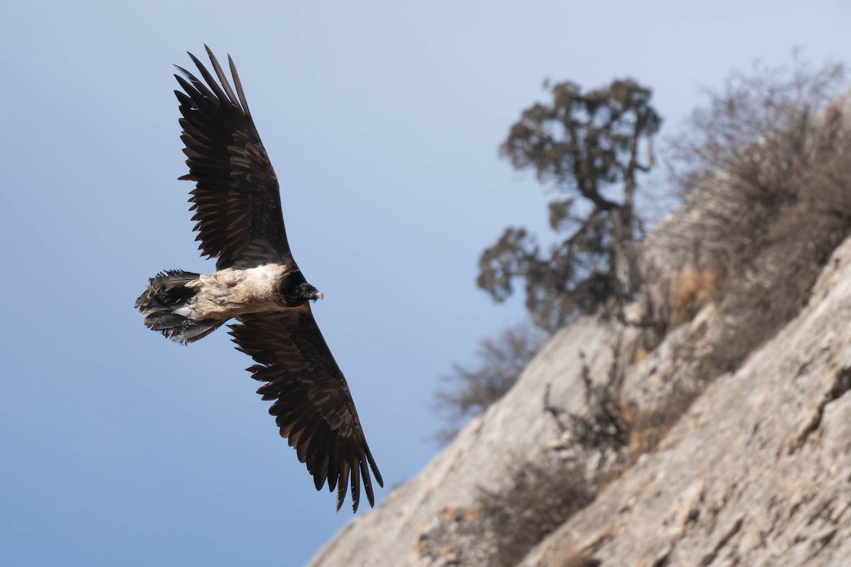 orlosup bradatý - ML645256947