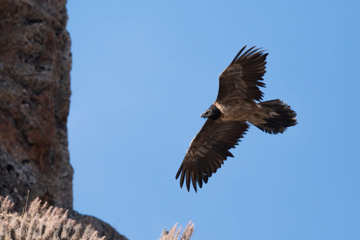 orlosup bradatý - ML645256948