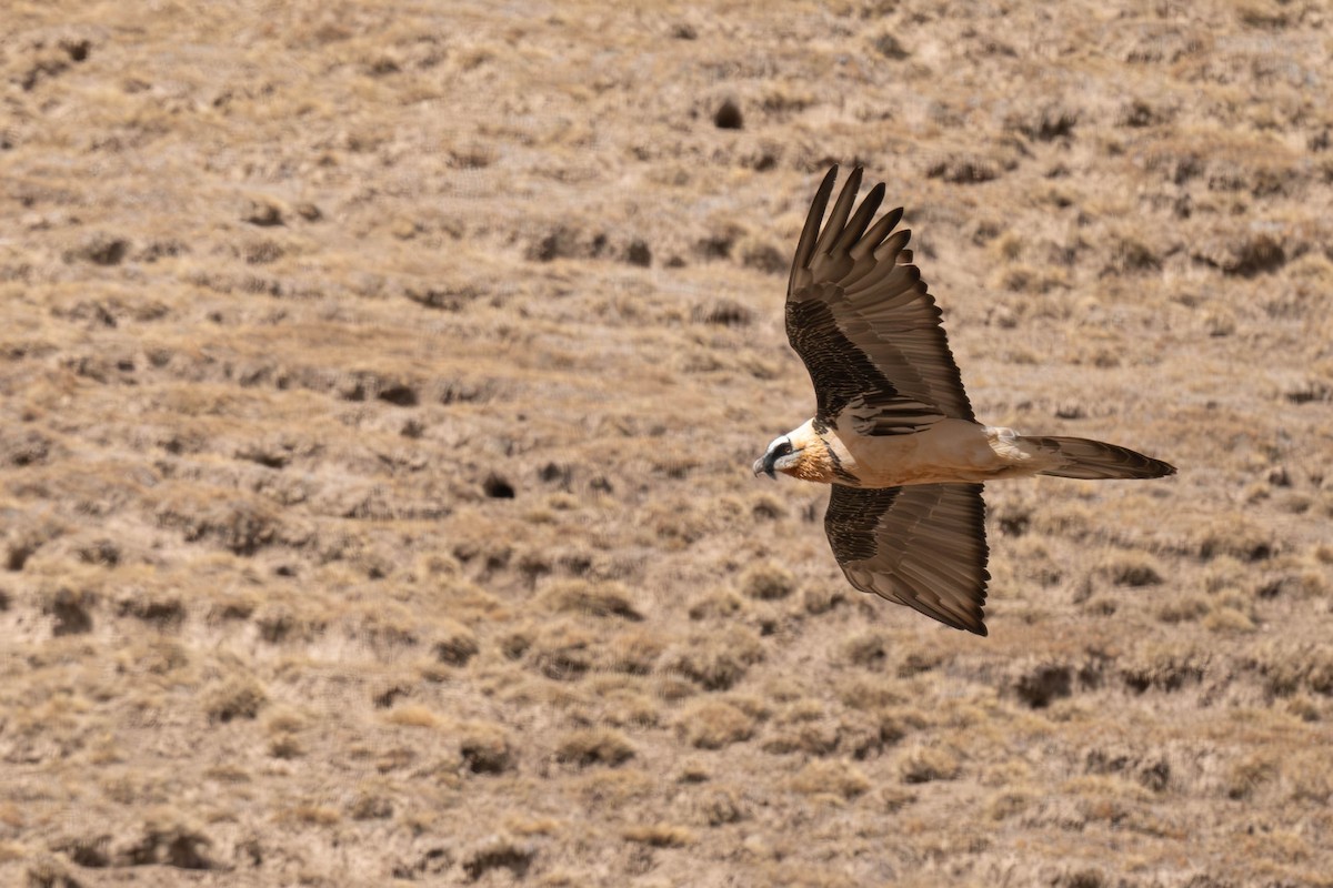 orlosup bradatý - ML645256949