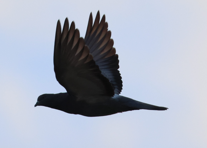 Rock Pigeon (Feral Pigeon) - ML645256955