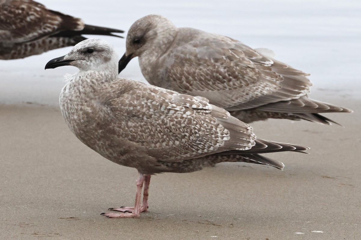American Herring x Glaucous-winged Gull (hybrid) - ML645256972