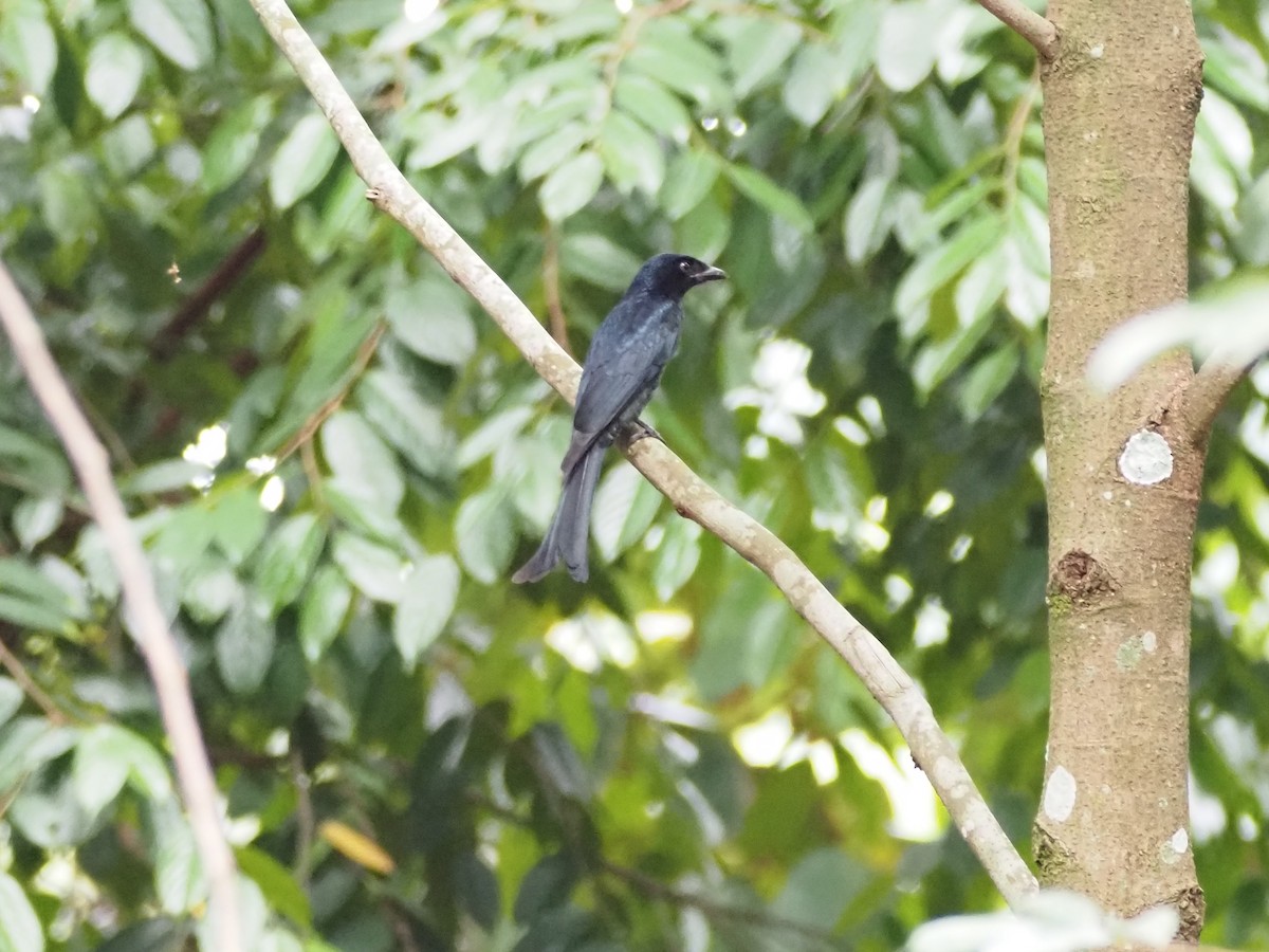 鴉嘴卷尾 - ML645256980