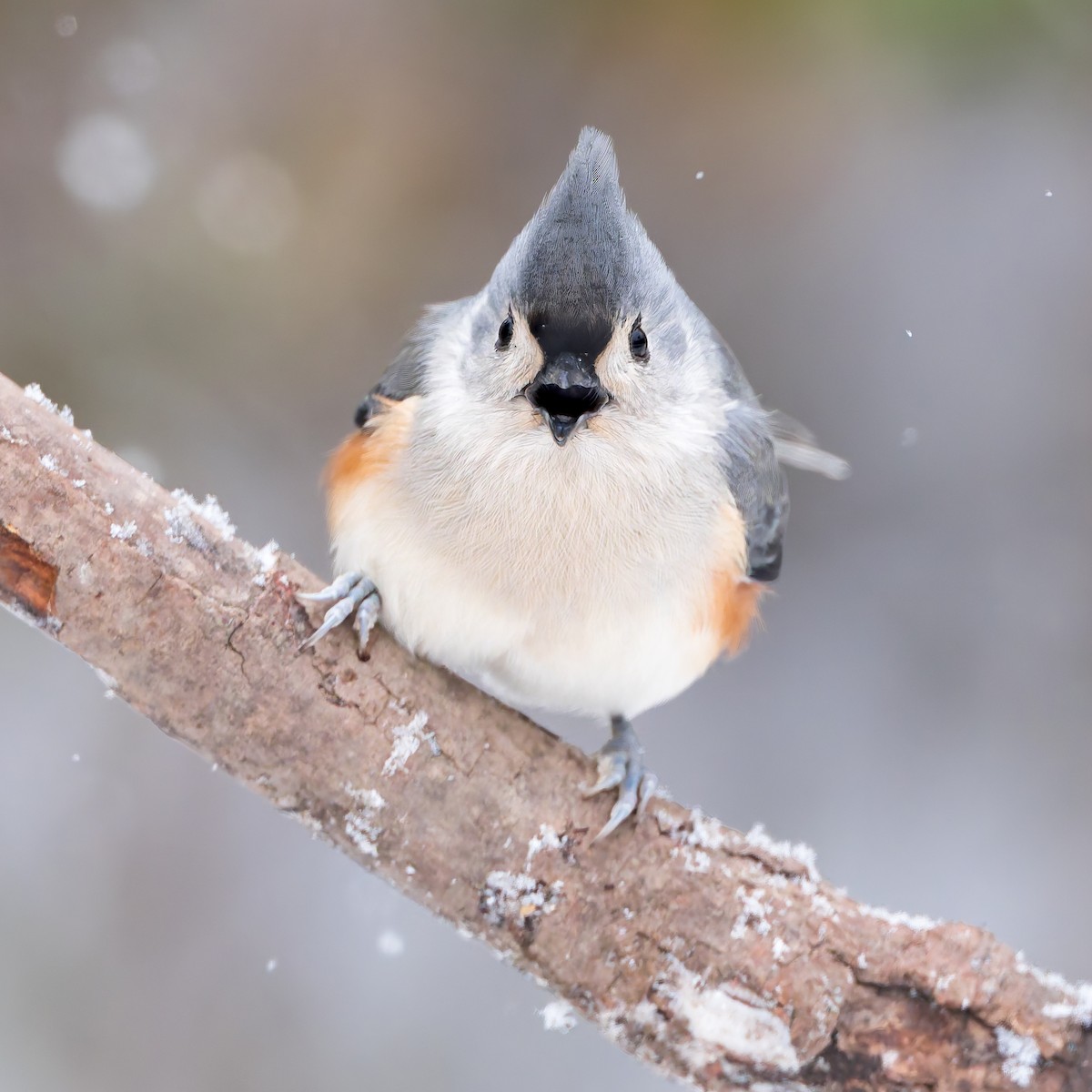 Tufted Titmouse - ML645256982