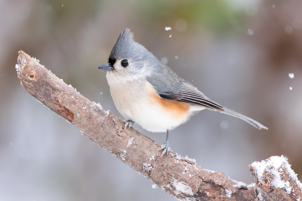 Tufted Titmouse - ML645256983
