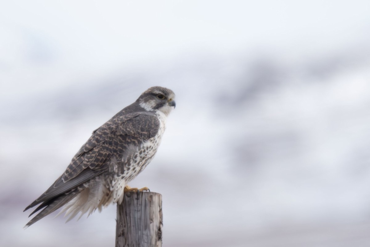 Балобан - ML645256985