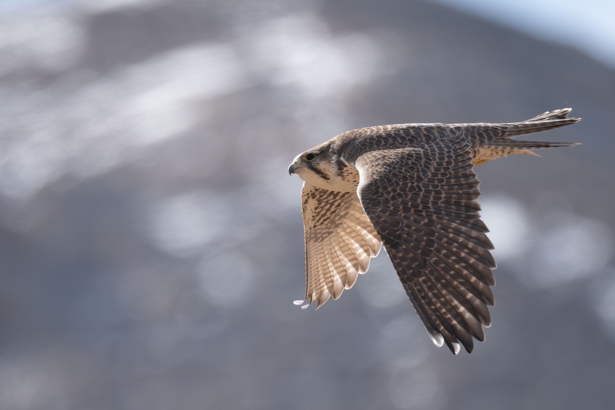 Балобан - ML645256986