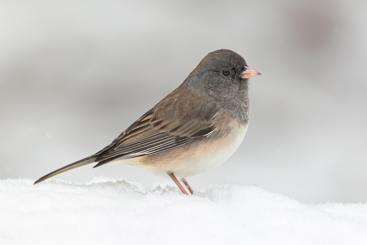 Dark-eyed Junco - ML645256994