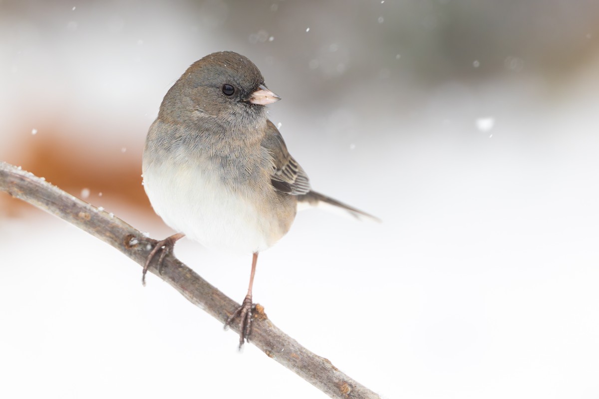 Dark-eyed Junco - ML645256995