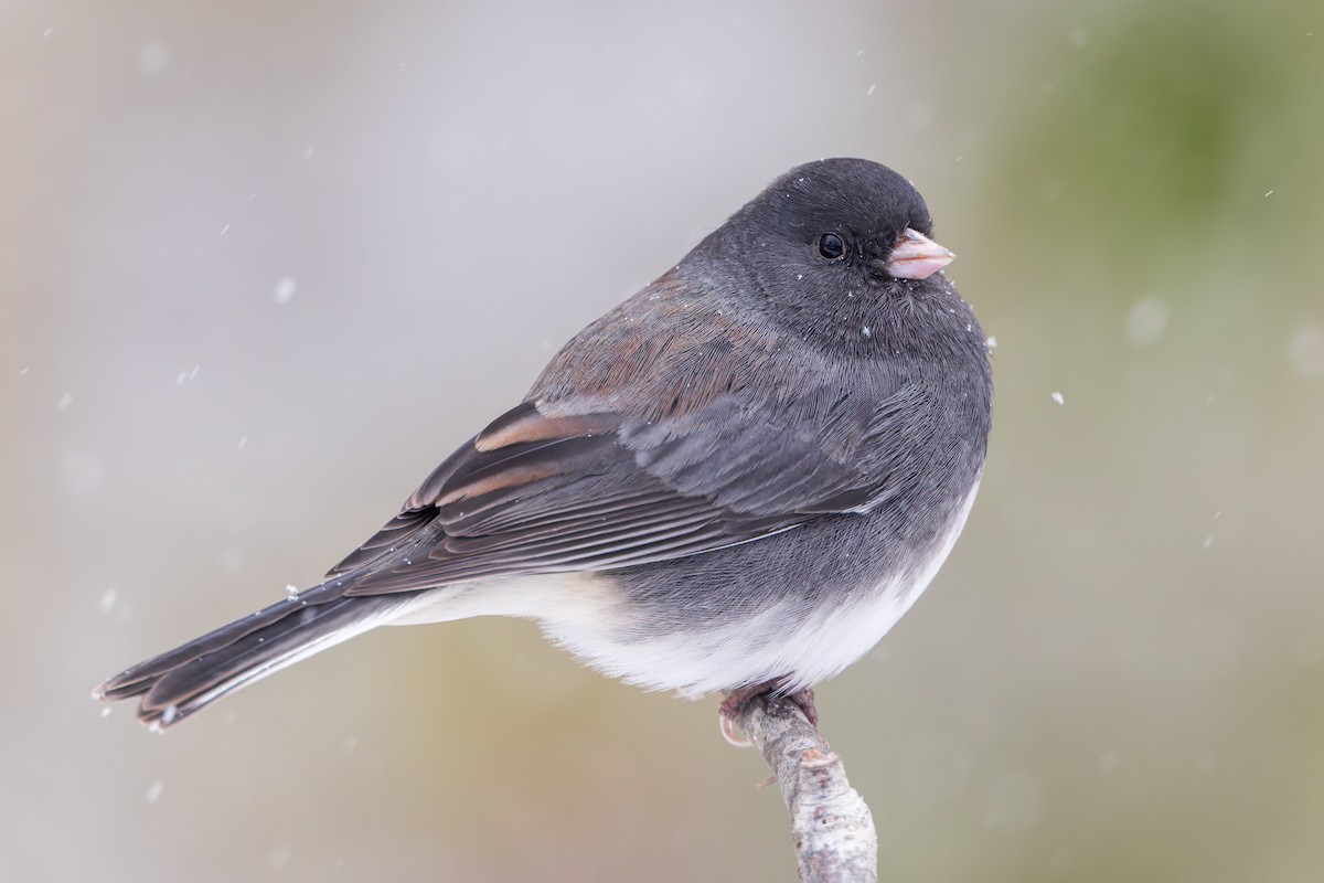 Dark-eyed Junco - ML645256996