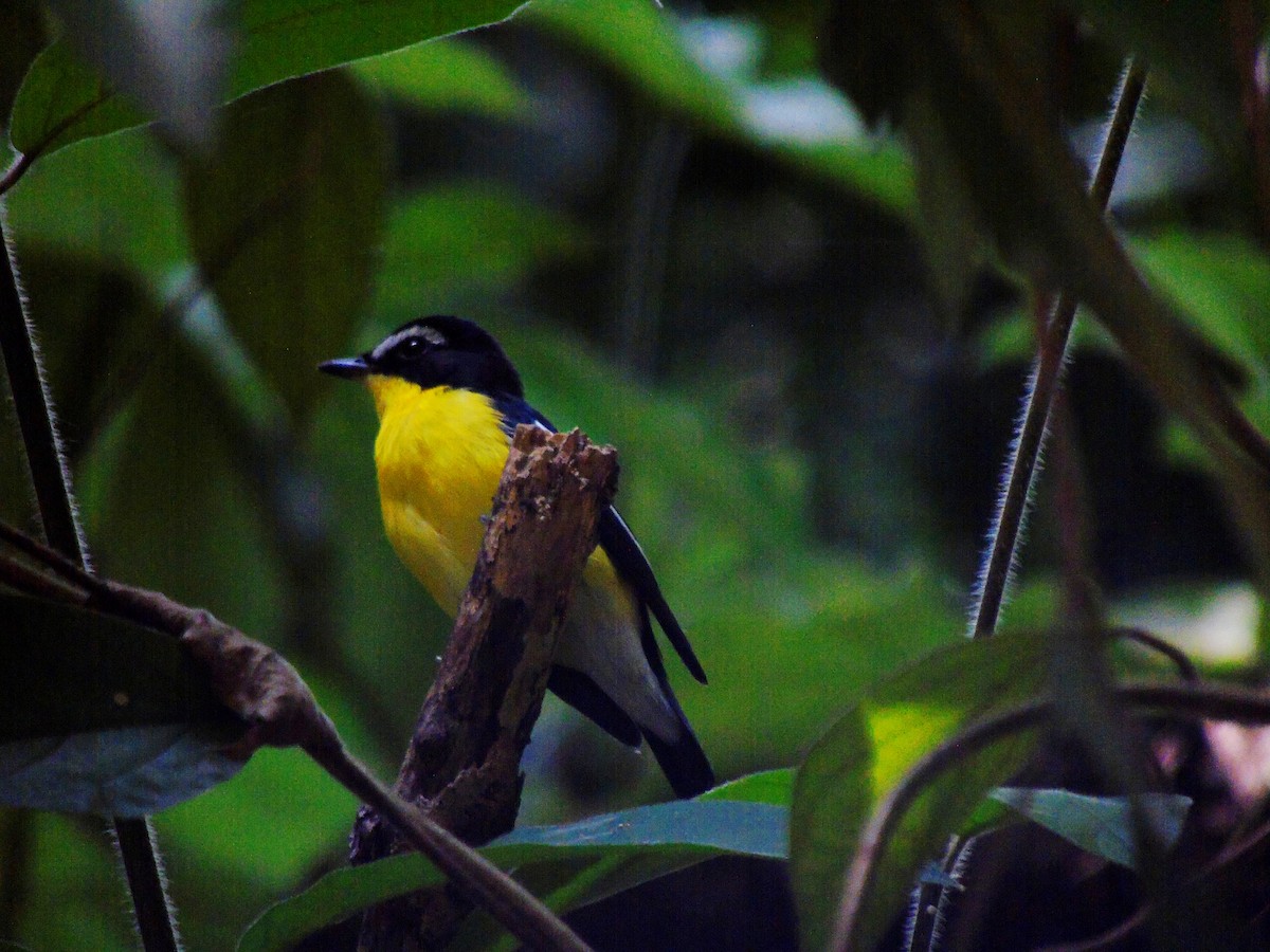 Yellow-rumped Flycatcher - ML645256998
