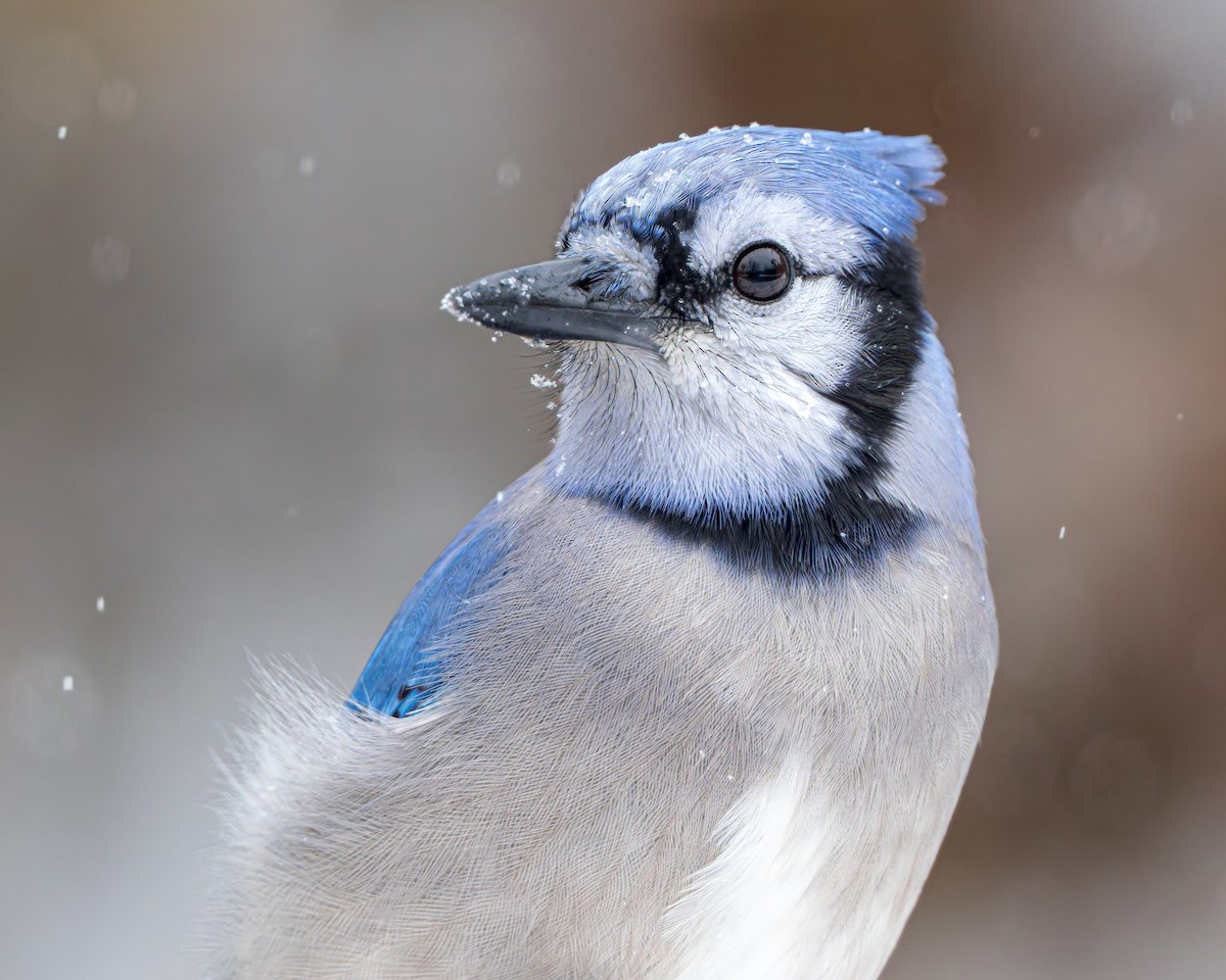 Blue Jay - ML645257001