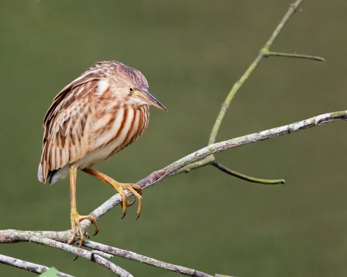 黃小鷺 - ML645257005