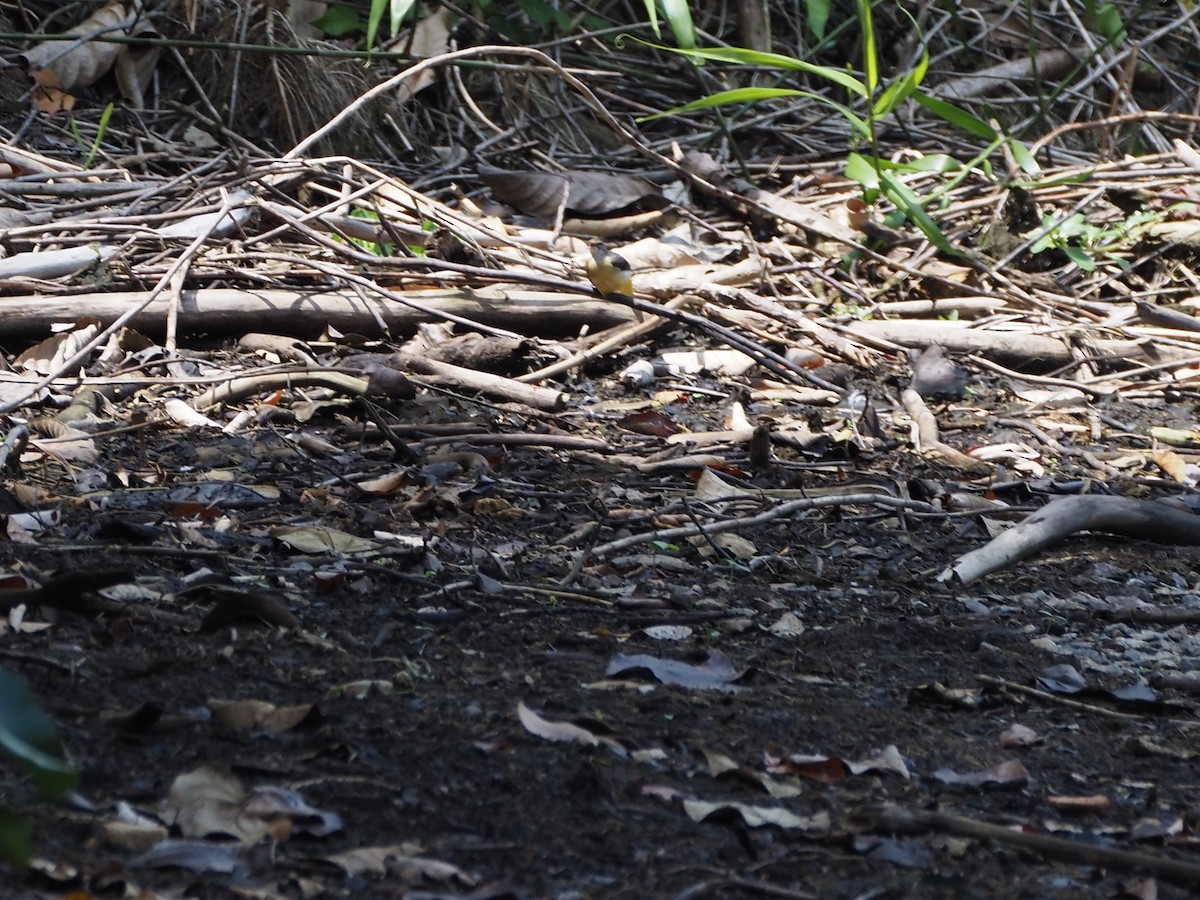 灰鶺鴒 - ML645257006