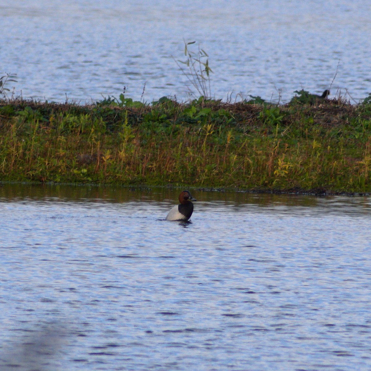 Common Pochard - ML645257013