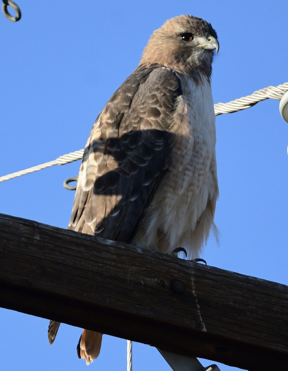 Red-tailed Hawk - ML645257015