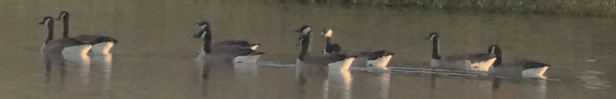 Canada Goose - ML645257017