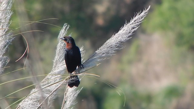 Chestnut-capped Blackbird - ML645257018