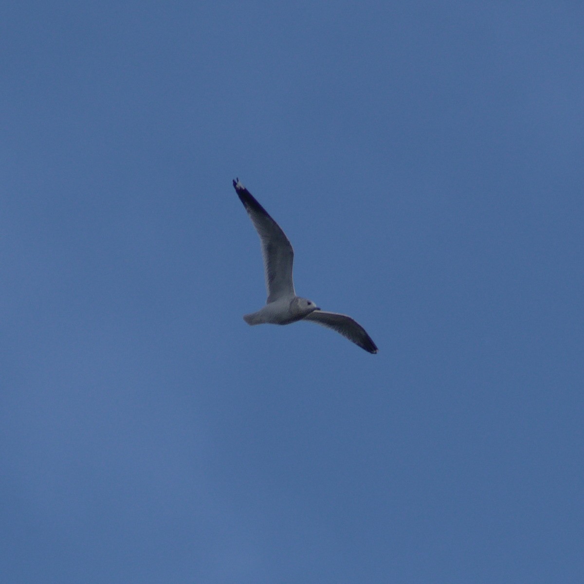 Common Gull - ML645257019