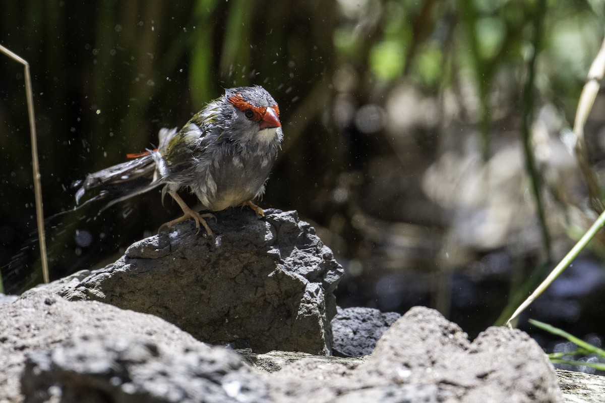 Краснобровая амадина - ML645257022