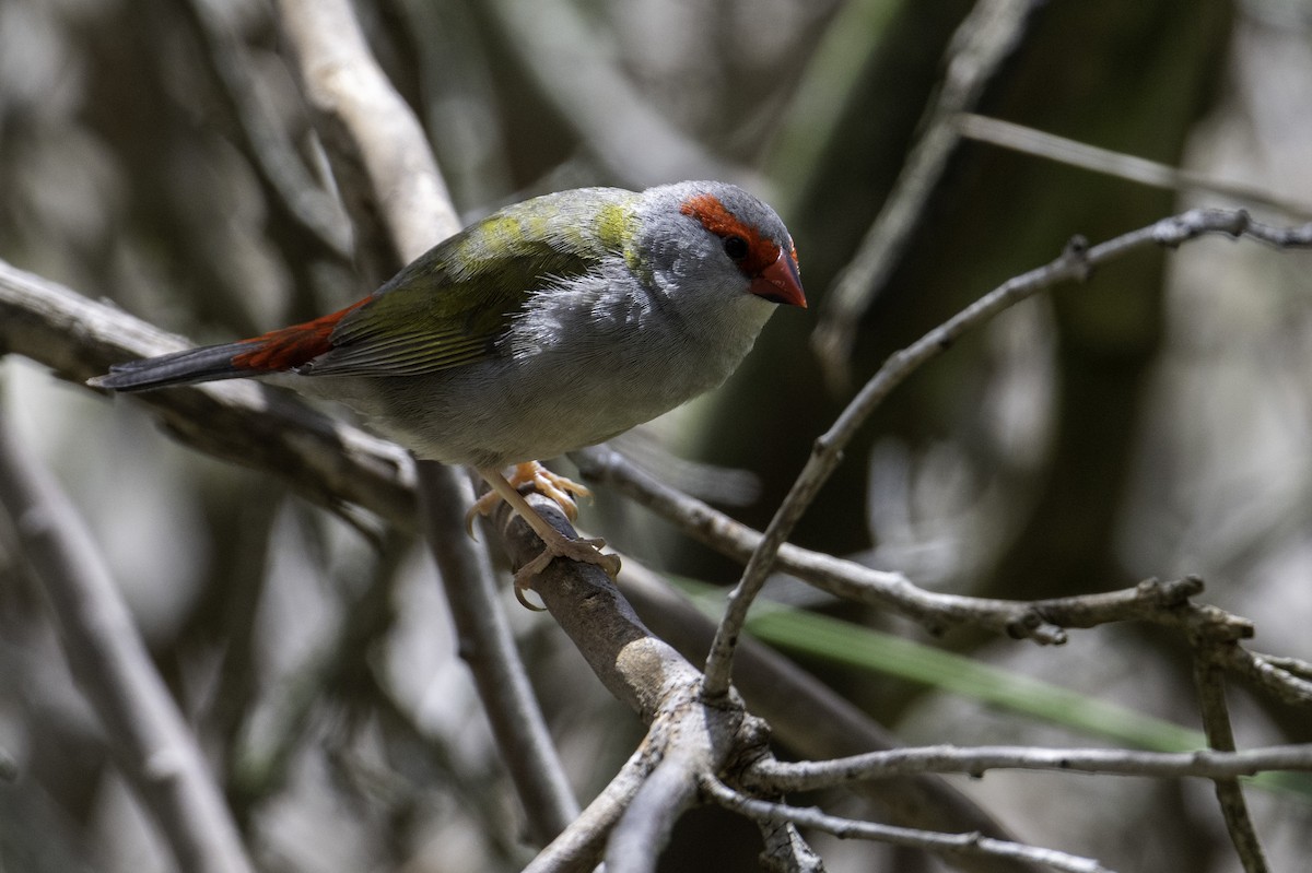 Краснобровая амадина - ML645257024