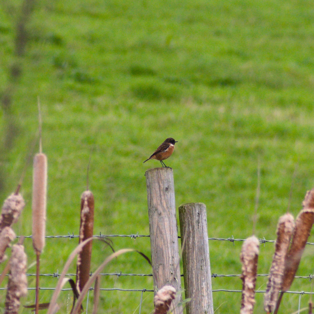 European Stonechat - ML645257025