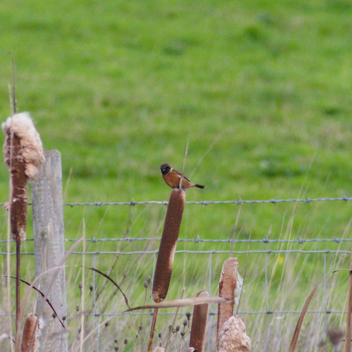 European Stonechat - ML645257026