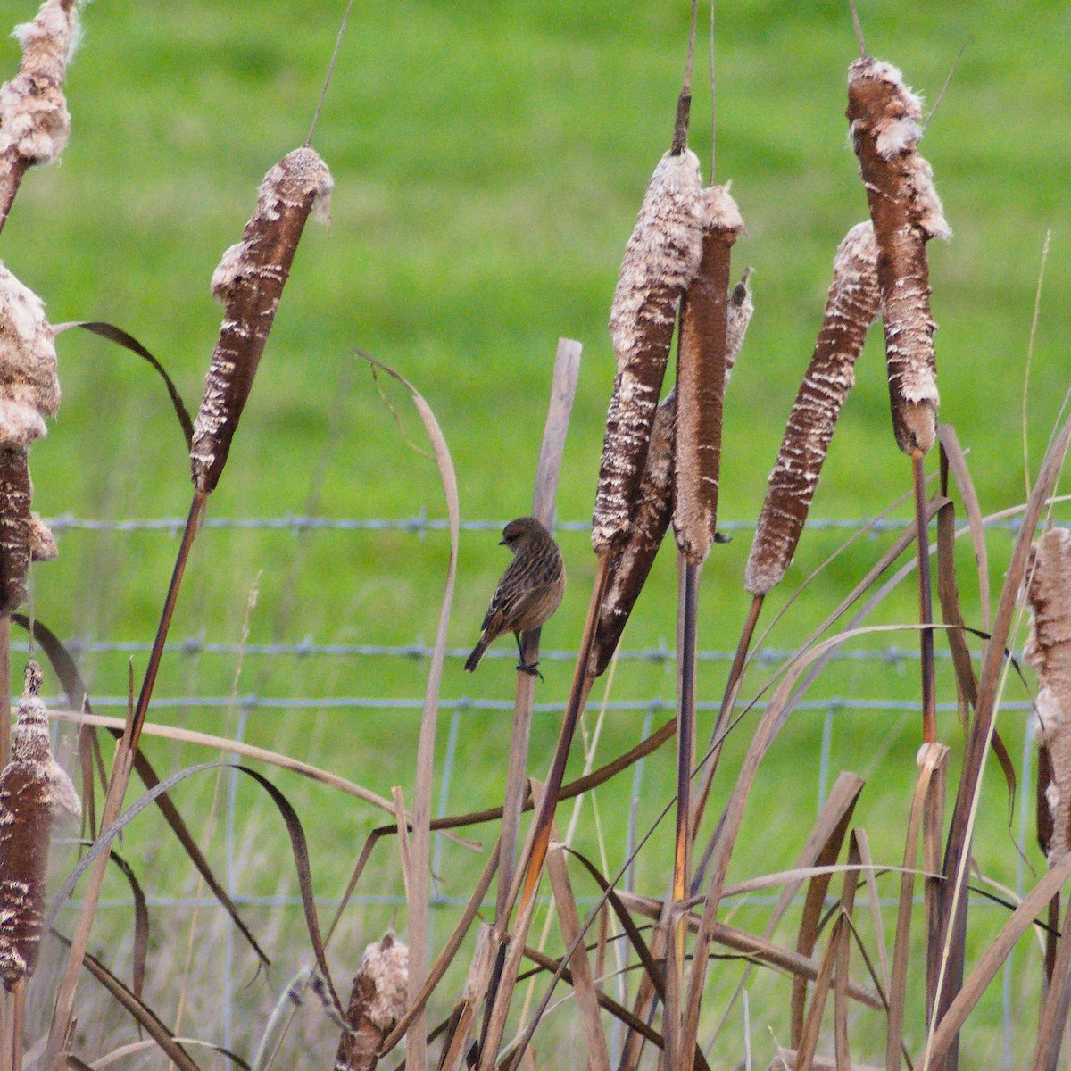 European Stonechat - ML645257027