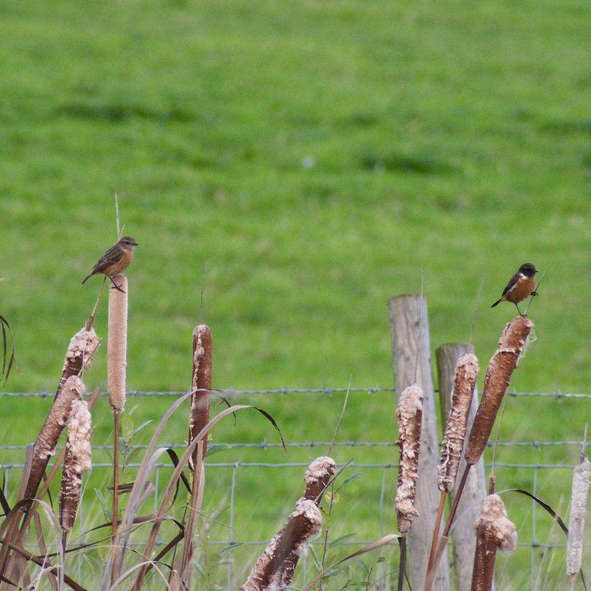 European Stonechat - ML645257028