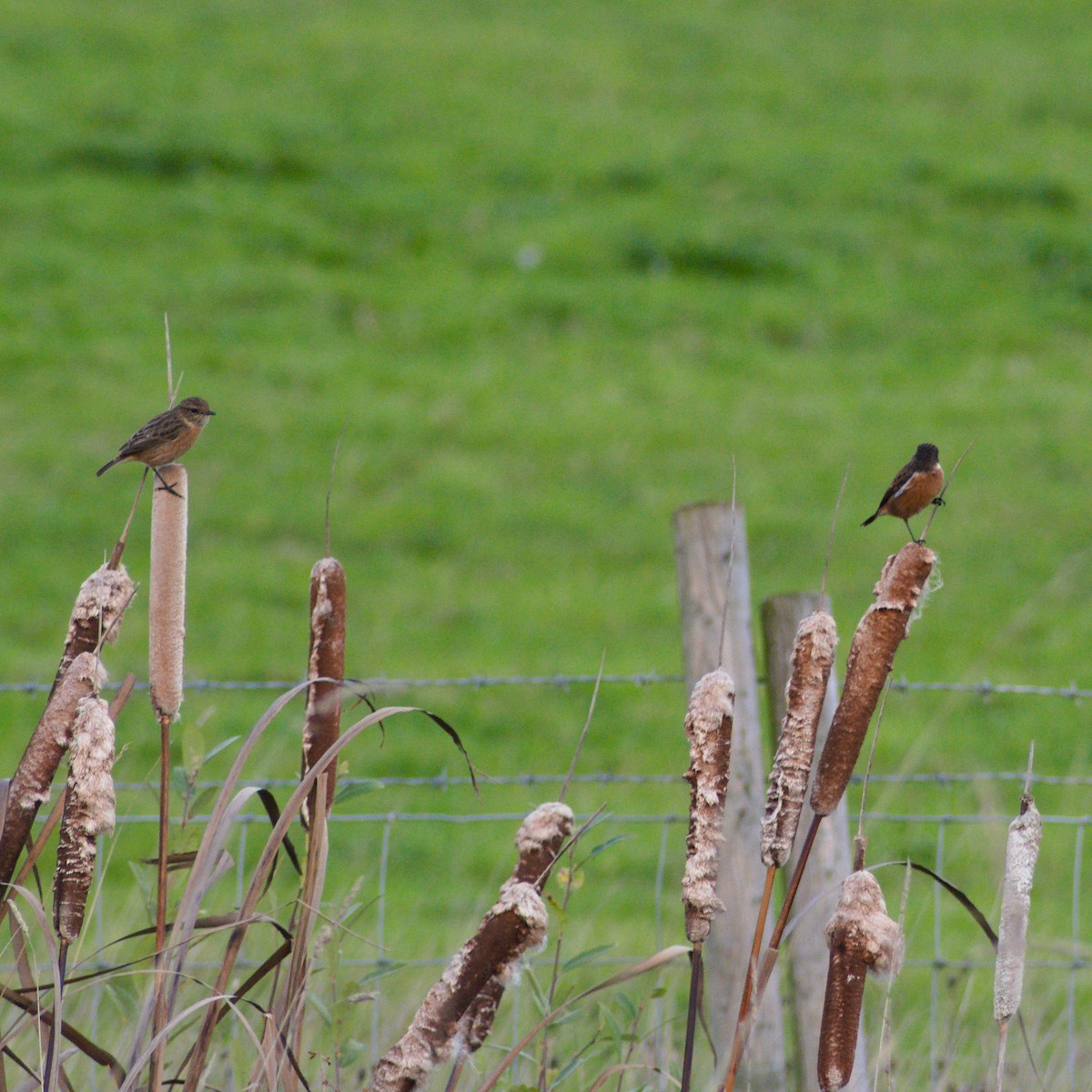 European Stonechat - ML645257029