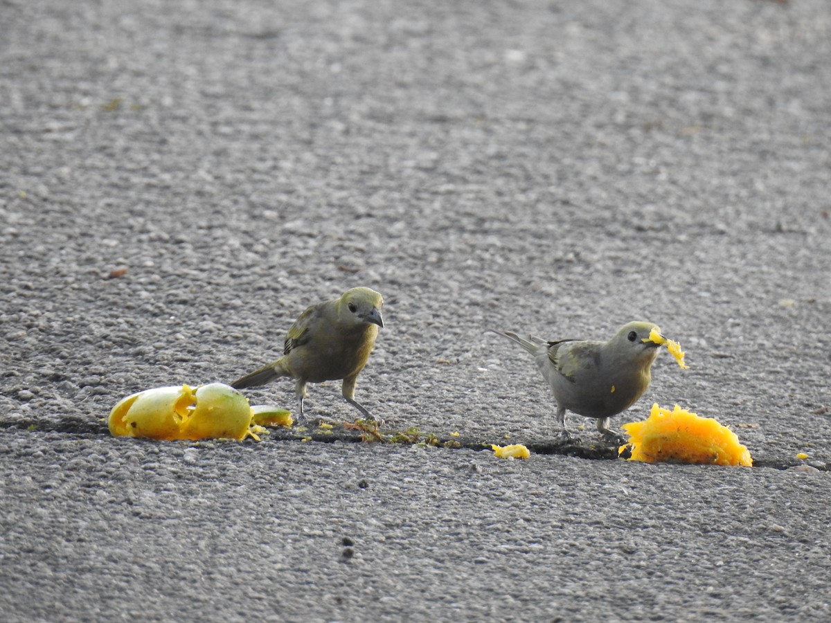 Tangara des palmiers - ML645257031