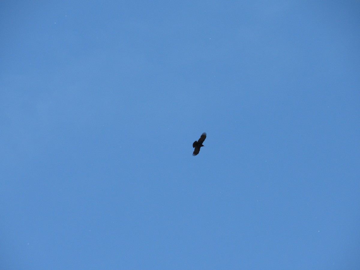 ベニハシガラス - ML645257032