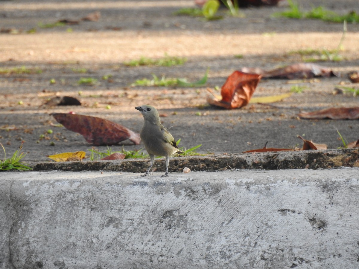 Tangara des palmiers - ML645257033