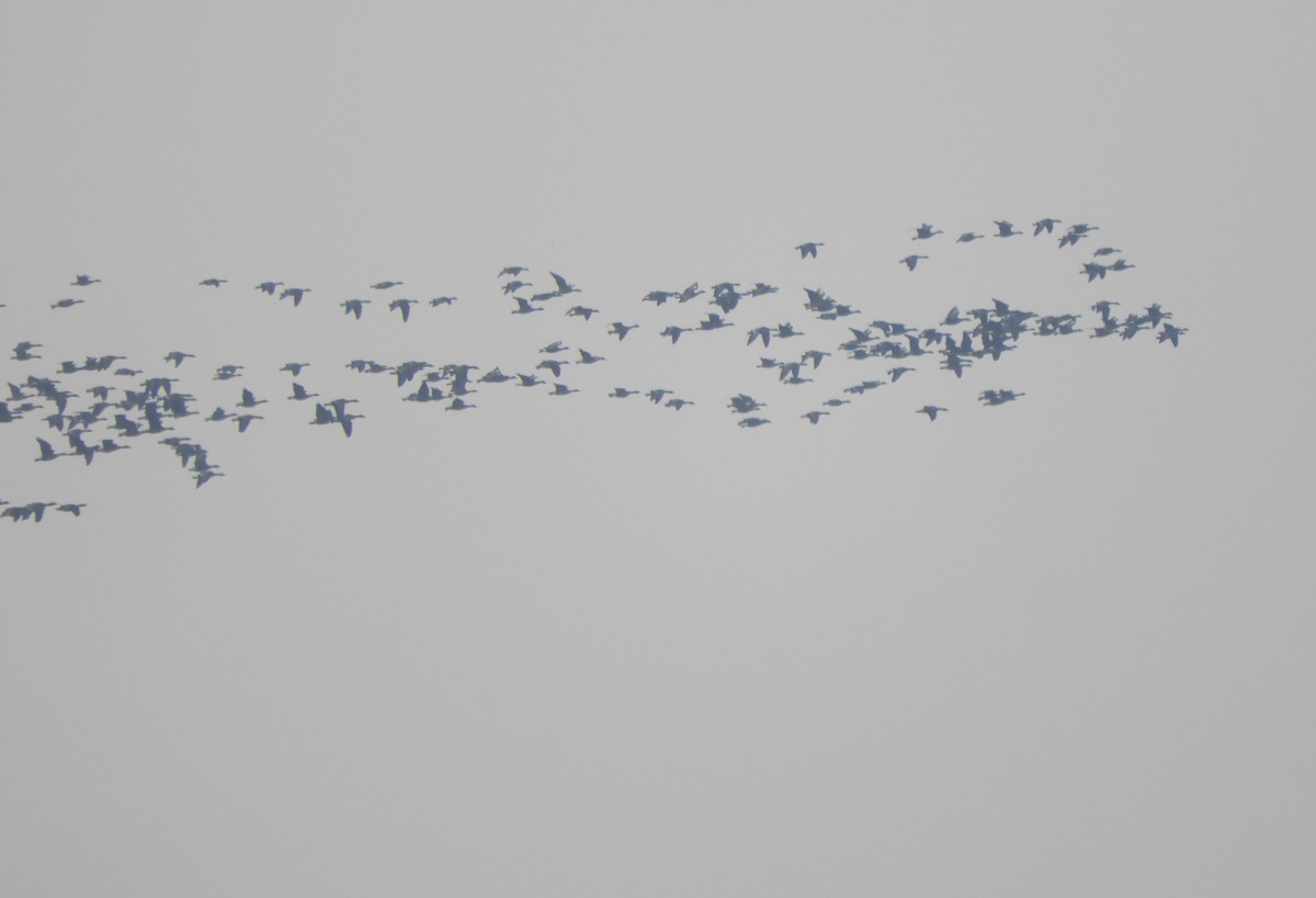 Graylag Goose - ML645257034