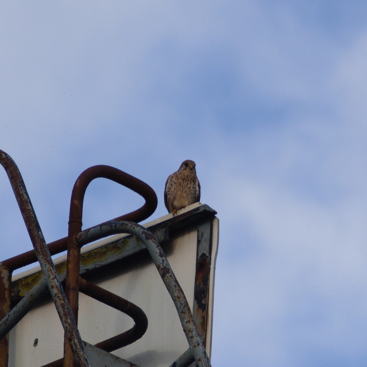 Eurasian Kestrel - ML645257035