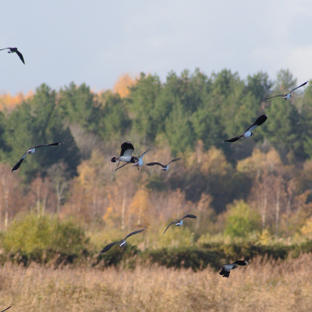 Northern Lapwing - ML645257041
