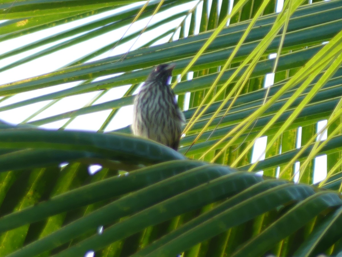 Palmchat - ML645257043