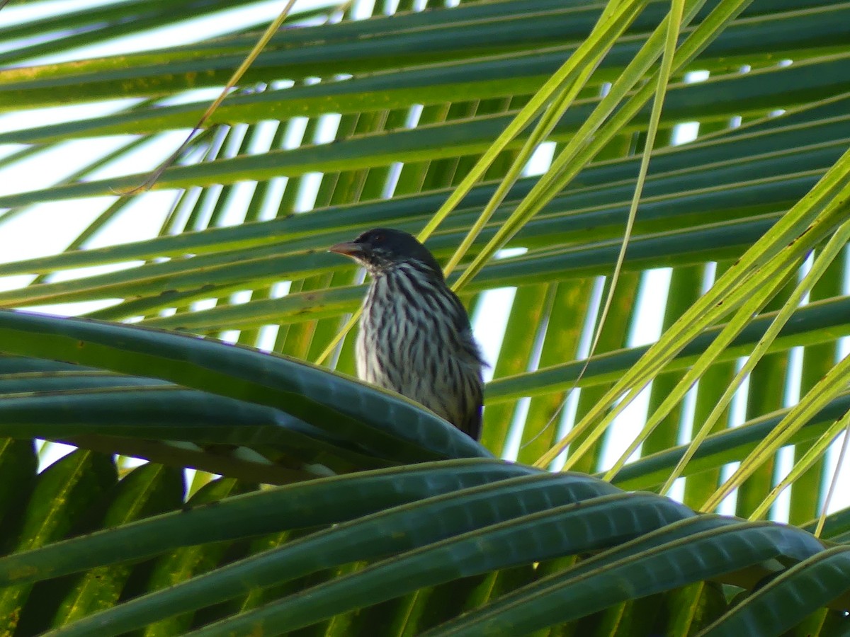 Palmchat - ML645257044