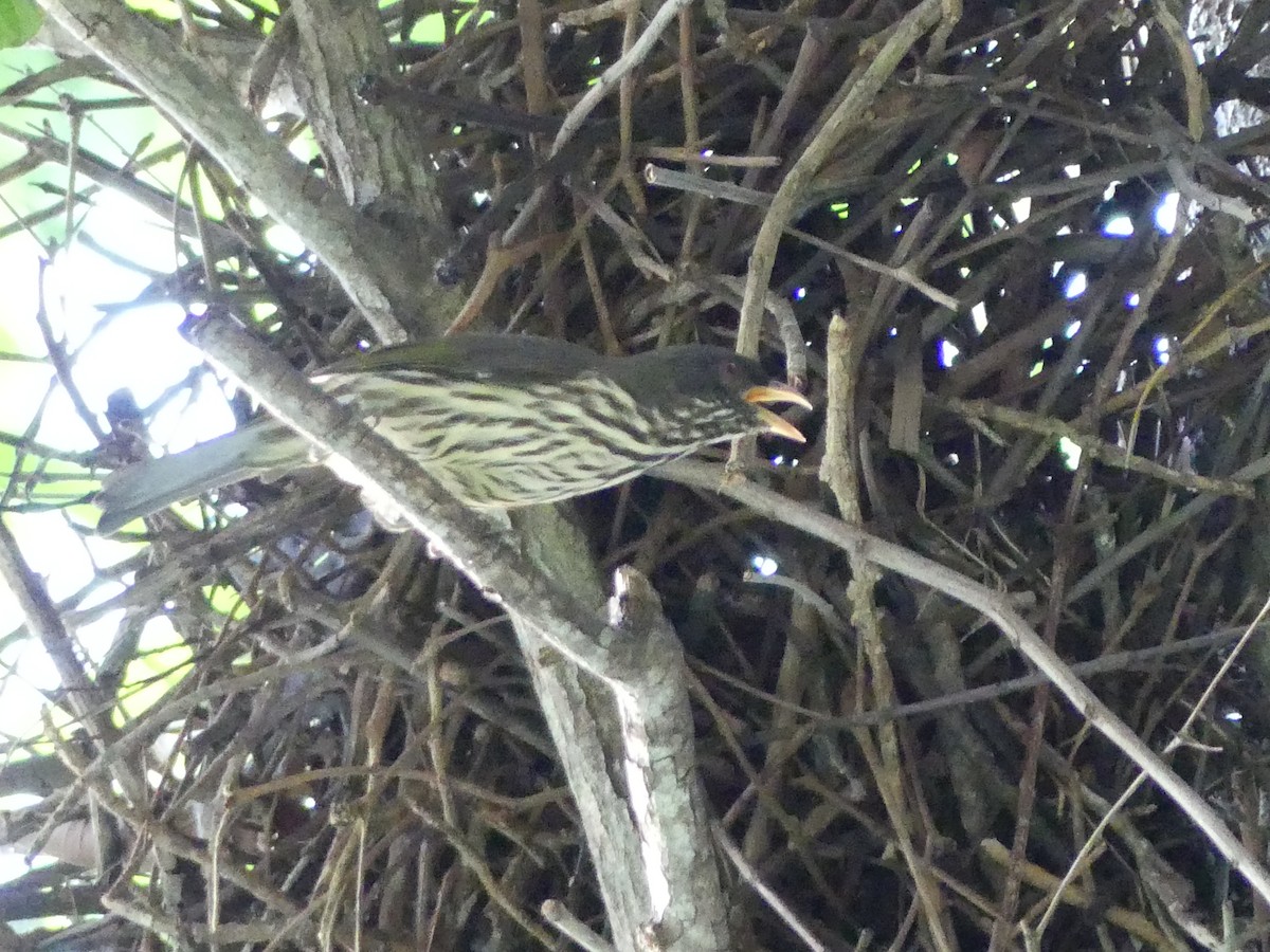 Palmchat - ML645257045