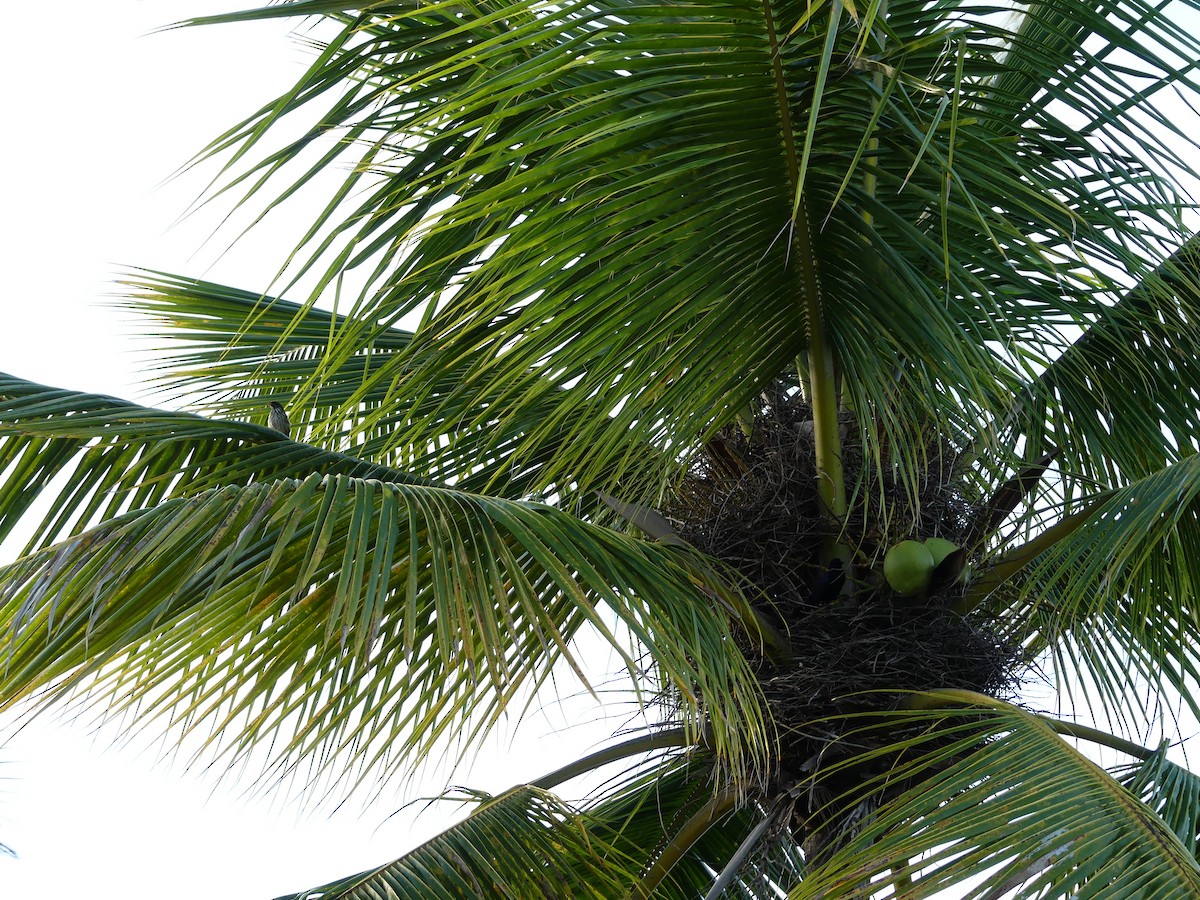 Palmchat - ML645257046