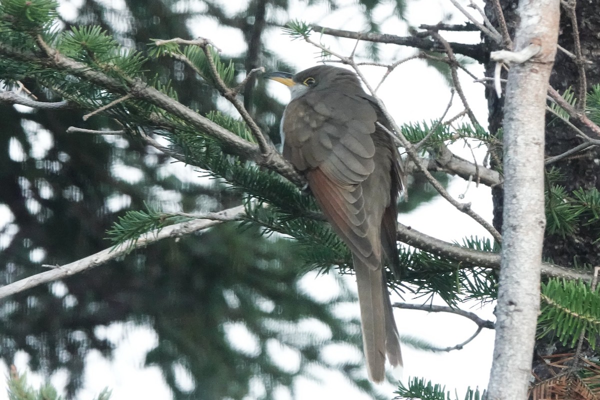 Желтоклювая пиайя - ML645257064