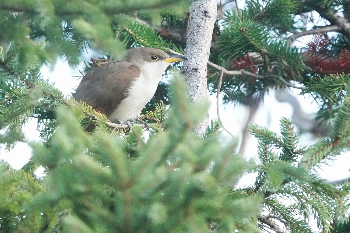 Желтоклювая пиайя - ML645257066