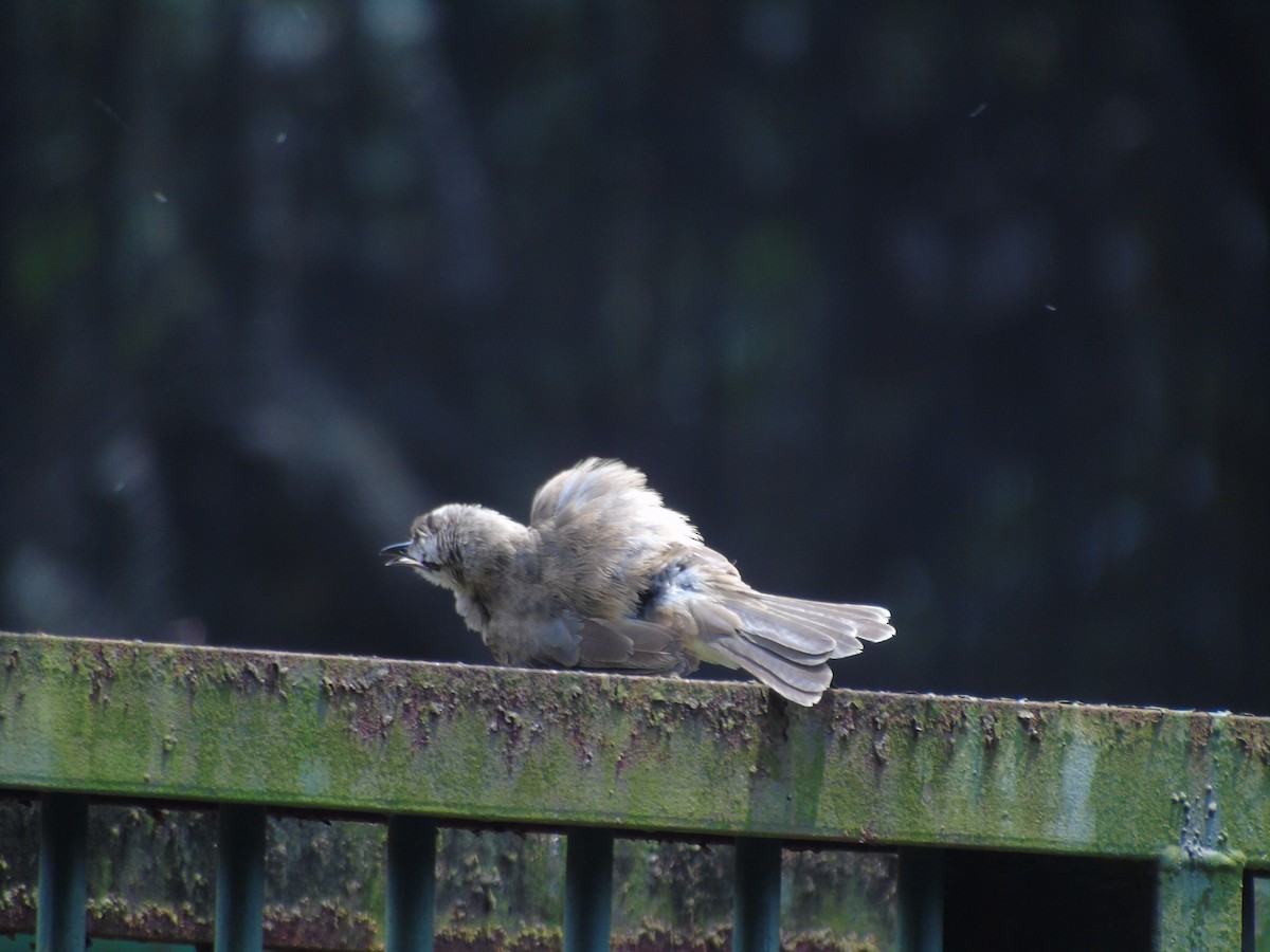 Yellow-vented Bulbul - ML645257068