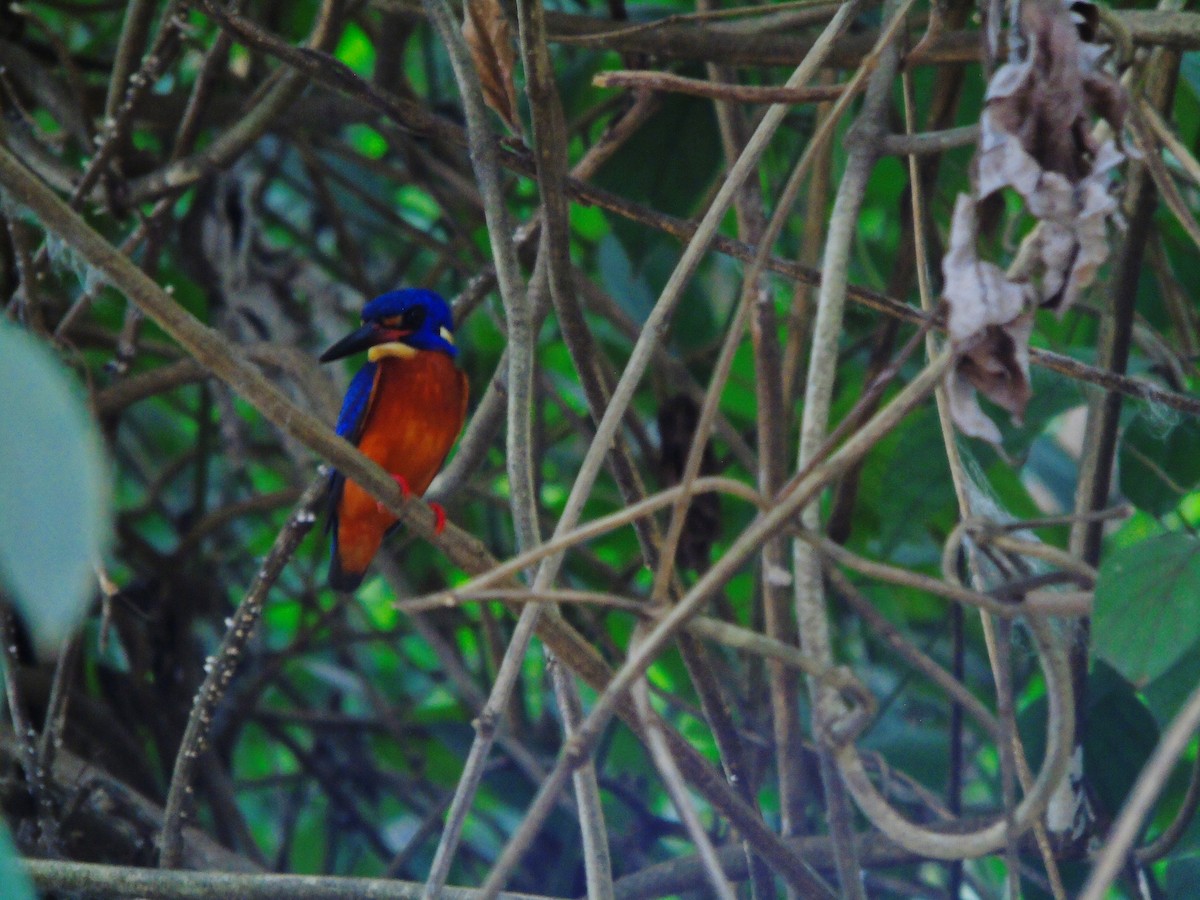 Meninting Yalıçapkını - ML645257093