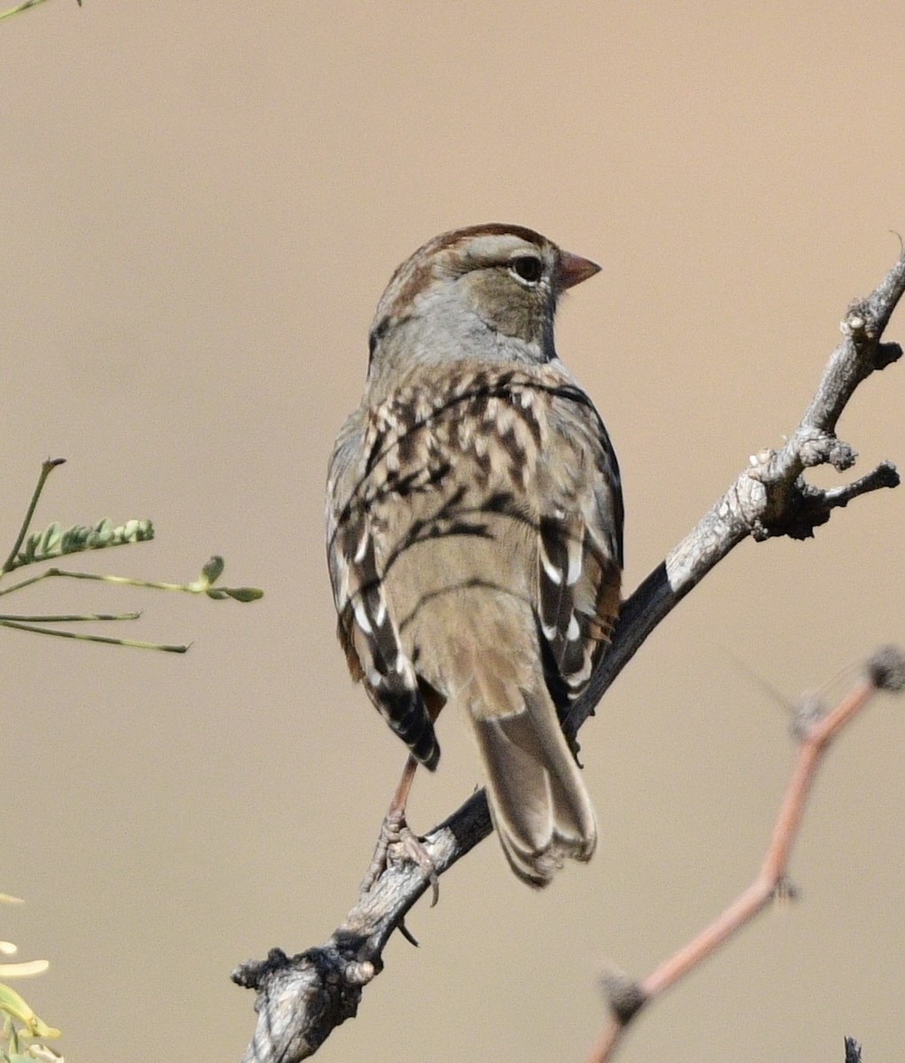 White-crowned Sparrow - ML645257099