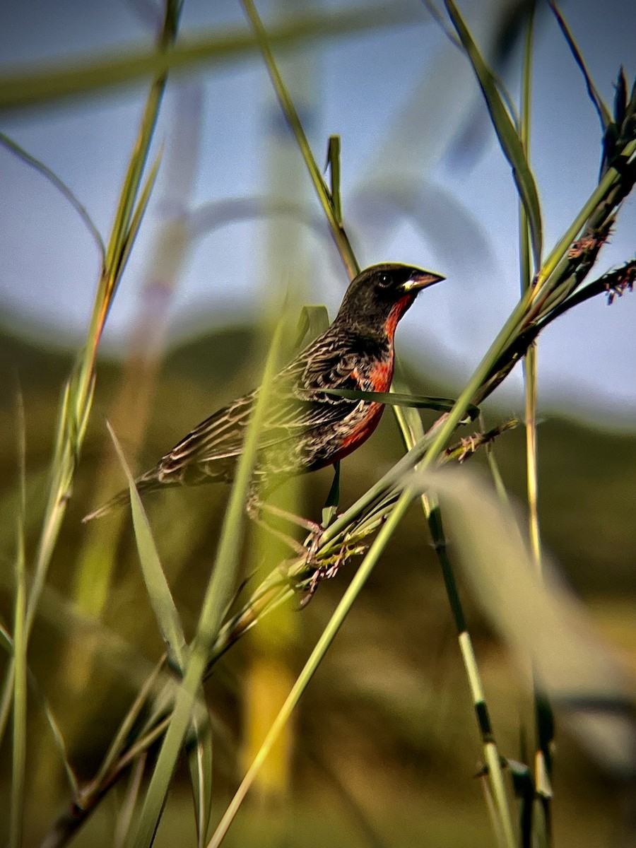 Red-breasted Meadowlark - ML645257133
