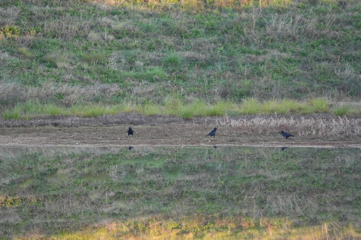 Balıkçı Karga - ML645257135