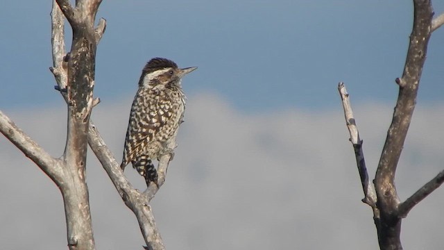 Checkered Woodpecker - ML645257137
