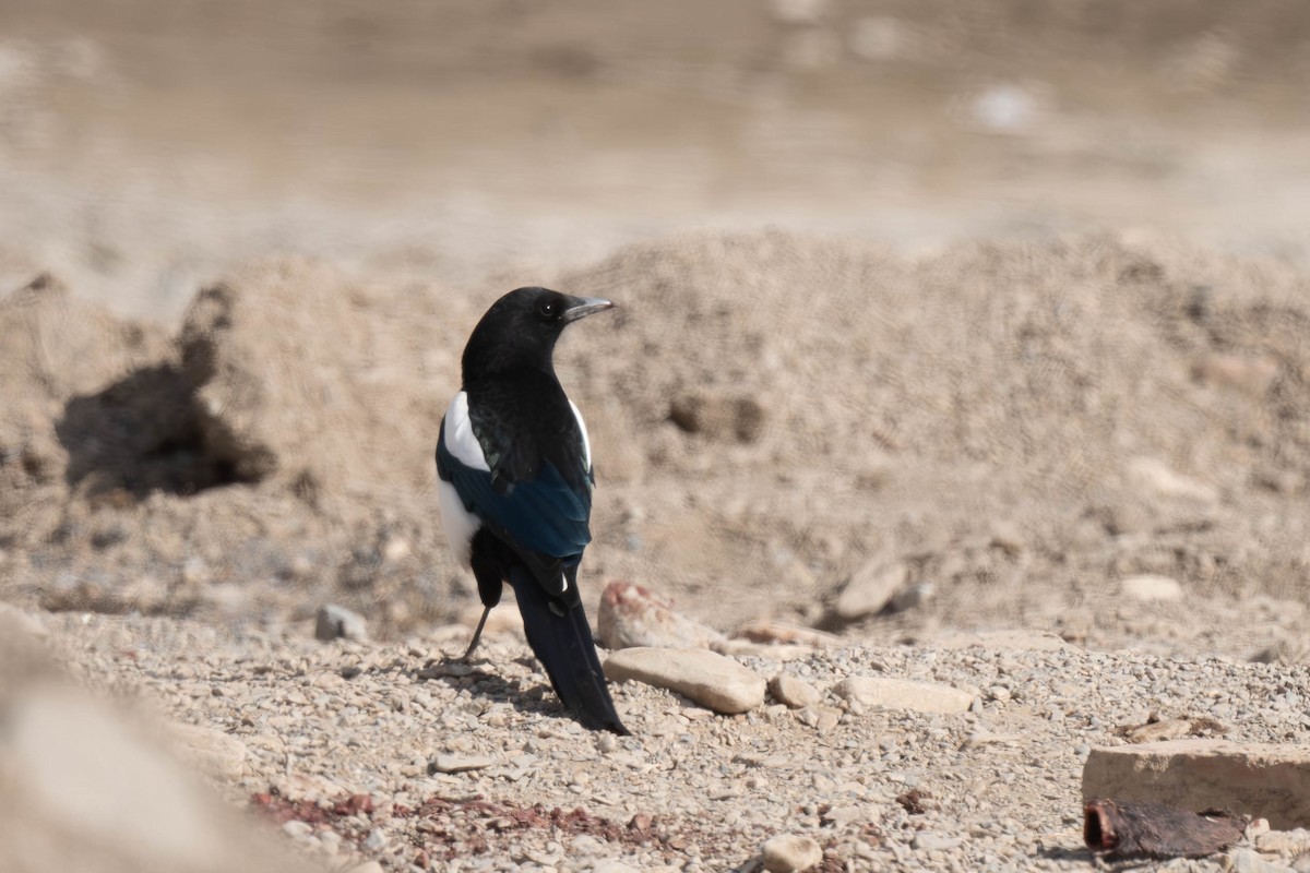 ヒマラヤカササギ - ML645257138